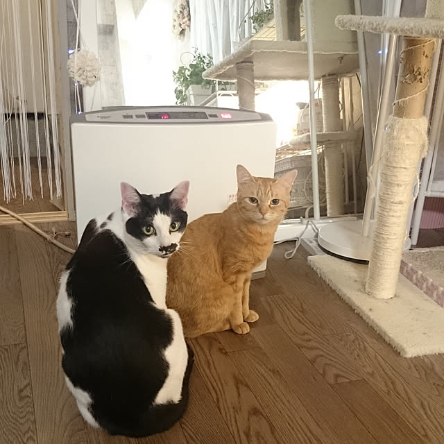 asuminさんの実例写真