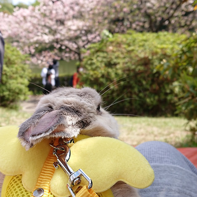 yokomokoさんの実例写真