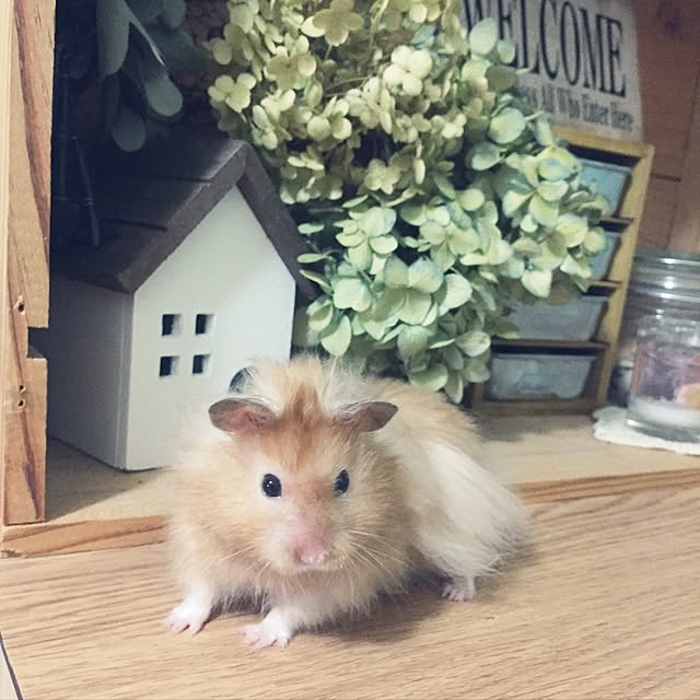 emiさんの実例写真