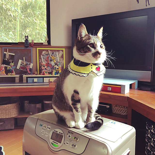 jijiさんの実例写真