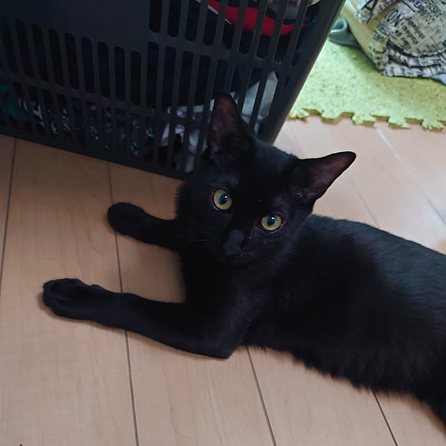 shinobuさんの実例写真