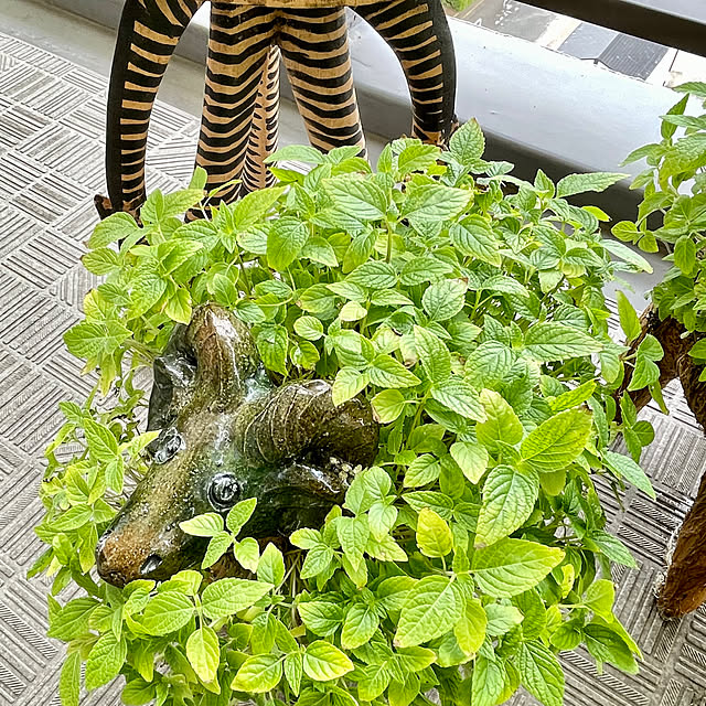 aureaさんの部屋