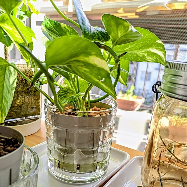 mi-saさんの部屋