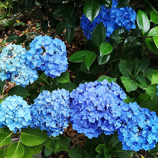 ku-garnet18さんの実例写真