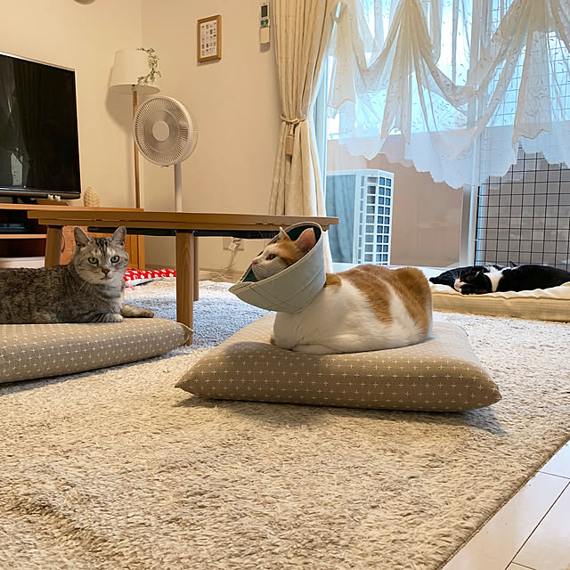 bikkeさんの実例写真