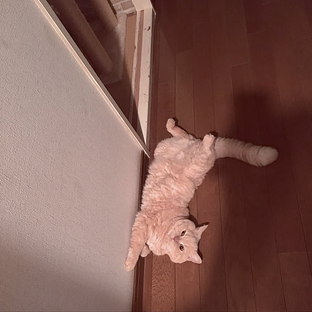 naokoさんの実例写真