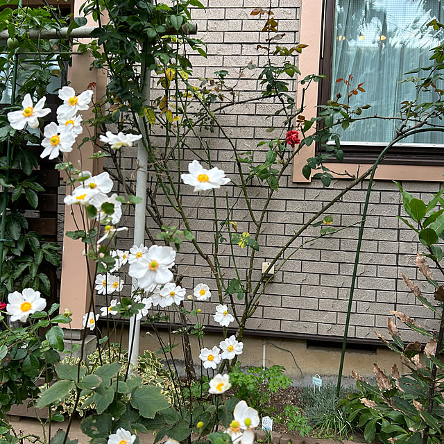 botanさんの部屋