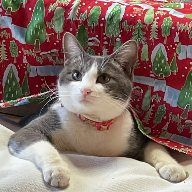 nekosamaさんの実例写真
