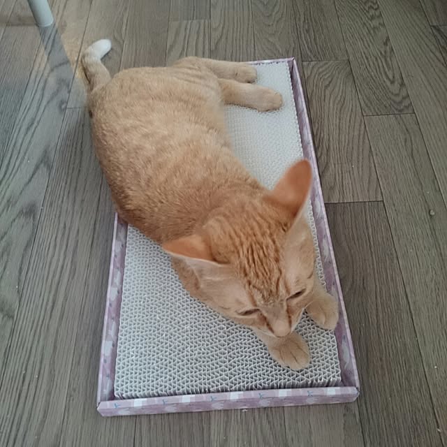 fu-ka24さんの実例写真