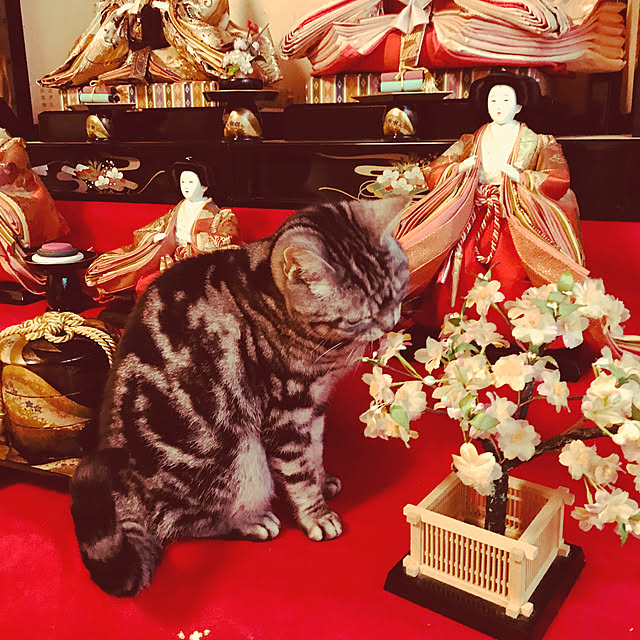 jukai8153さんの実例写真