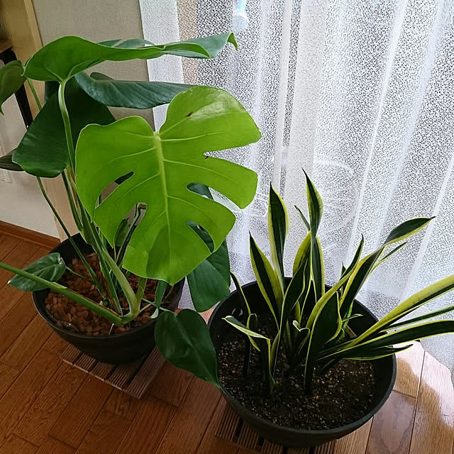 Yasukoさんの実例写真