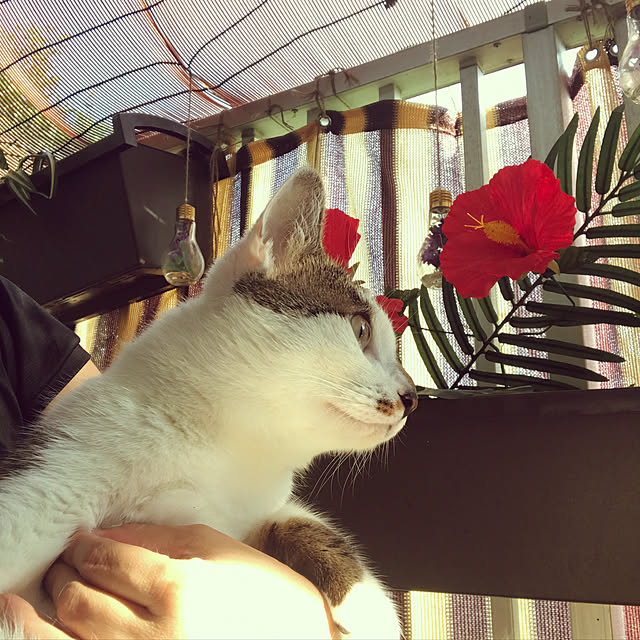Sandyさんの実例写真