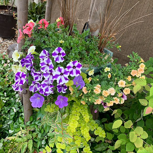 yukarin-gardenさんの実例写真