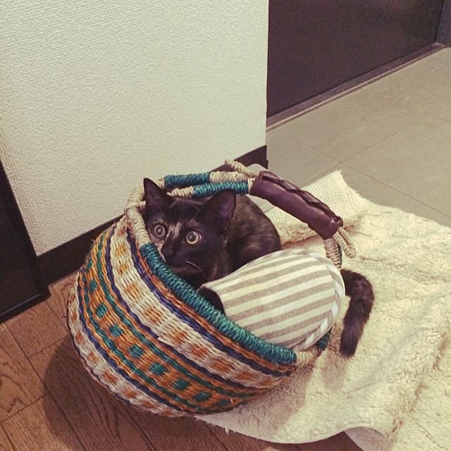 acoさんの実例写真