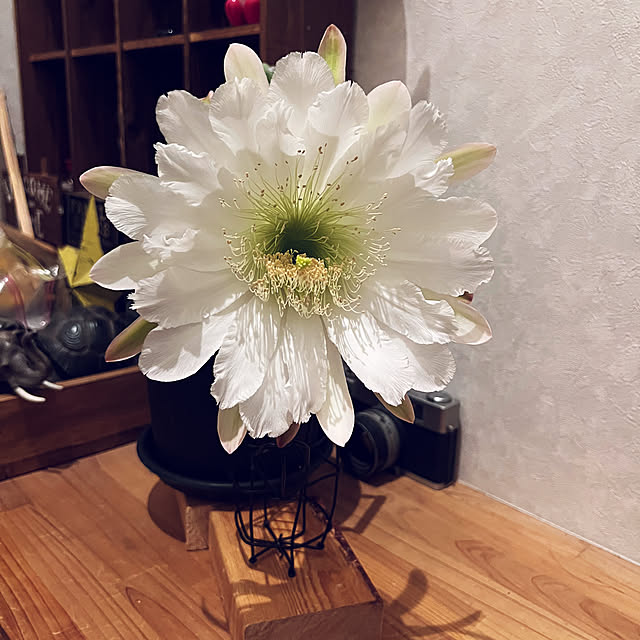 JASMINEさんの実例写真