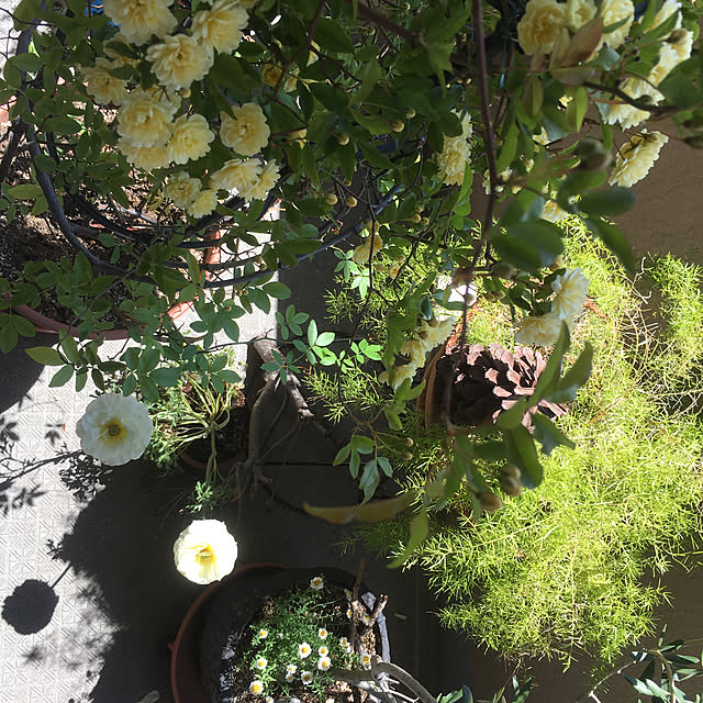 cottoncottonさんの実例写真