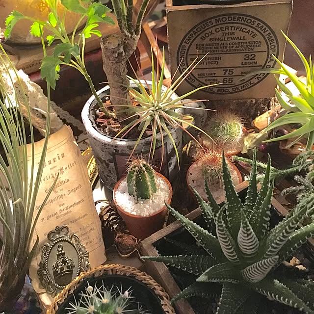 棚/多肉植物/植物/観葉植物/エアプランツなどのインテリア 棚/多肉植物/植物/観葉植物/エアプランツなどのインテリア