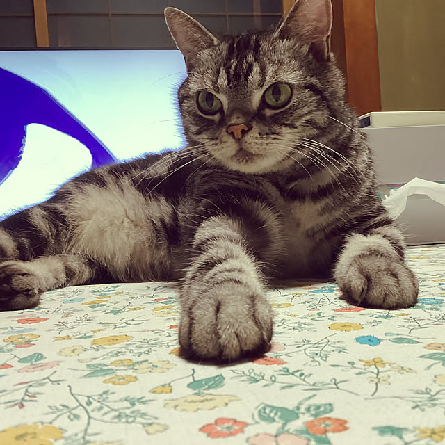 richanさんの実例写真