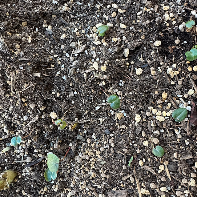 mamizaさんの部屋