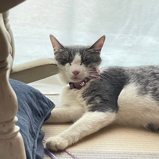 nekosamaさんの実例写真