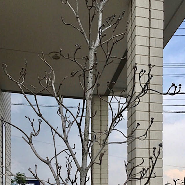 sachimさんの実例写真