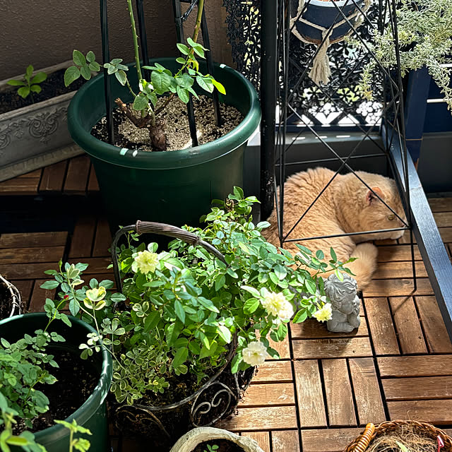 naokoさんの部屋