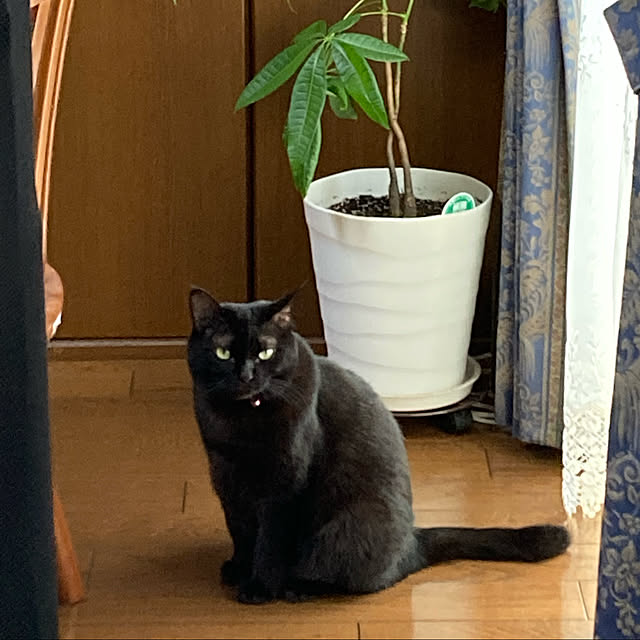 kirakirahoshiさんの実例写真