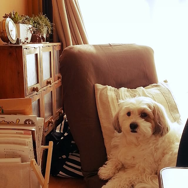 Shiさんの実例写真