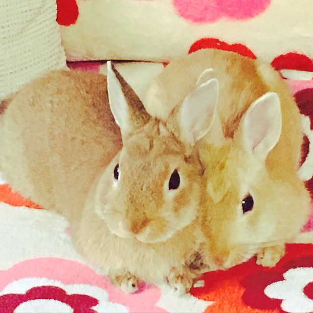 m-t3646さんの実例写真