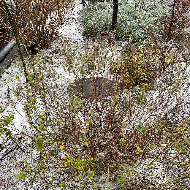 kakoさんの実例写真