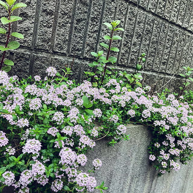 Runa7150さんの実例写真
