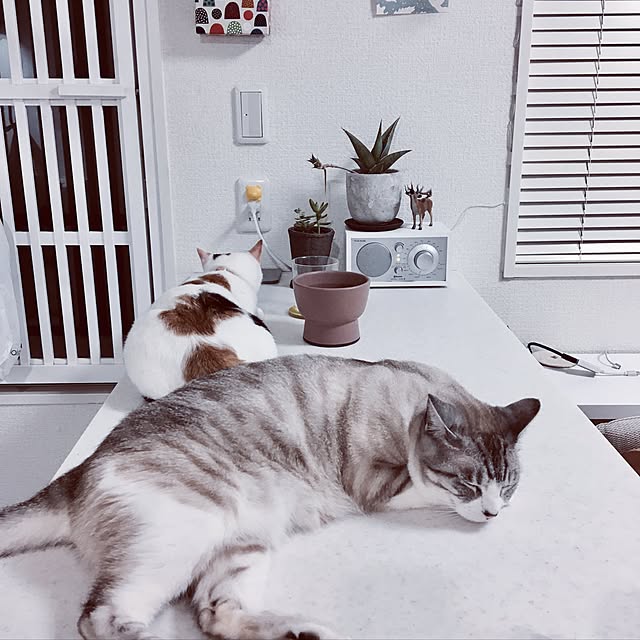 biblicatさんの実例写真
