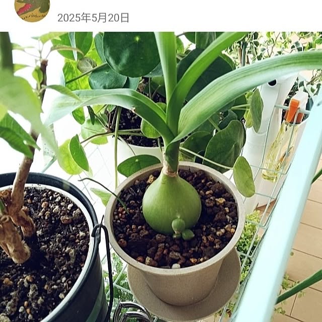 wanidaさんの部屋