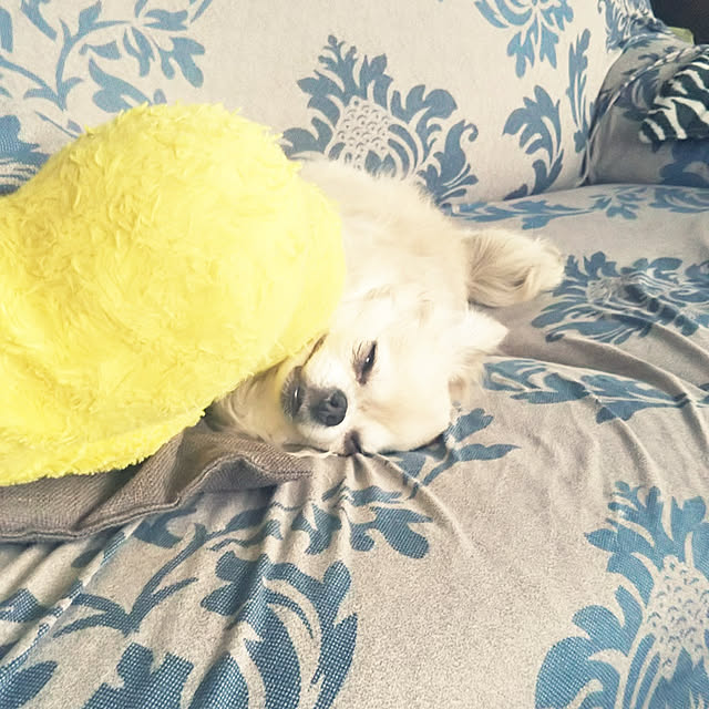 kiraさんの実例写真