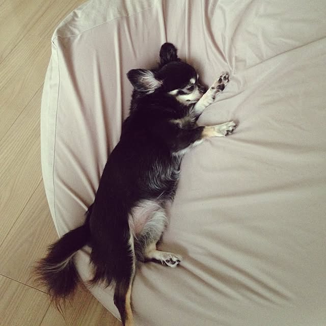 acchiさんの実例写真