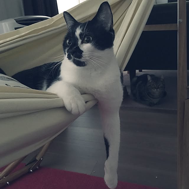 mikomaruさんの実例写真