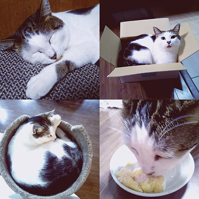 akikoさんの実例写真