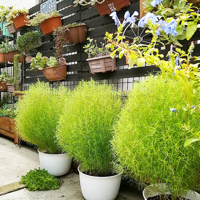 VERANDARJUNさんの実例写真