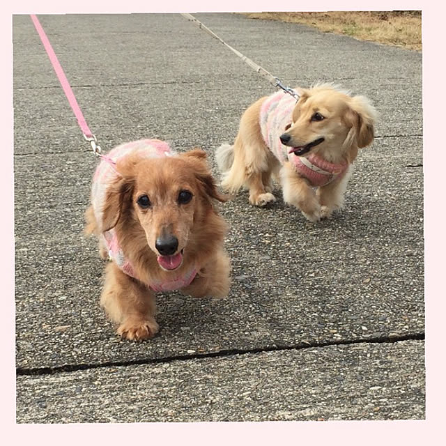 chachamamaさんの部屋