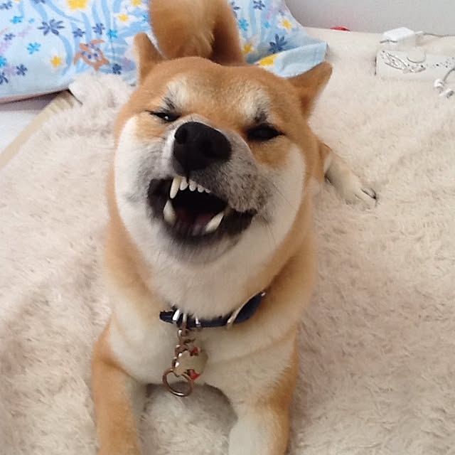 kotaさんの実例写真