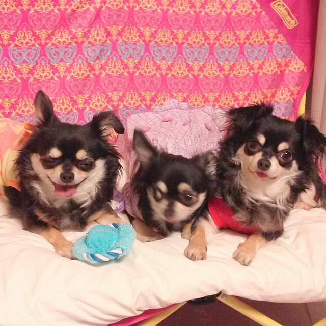 rosemaryさんの実例写真