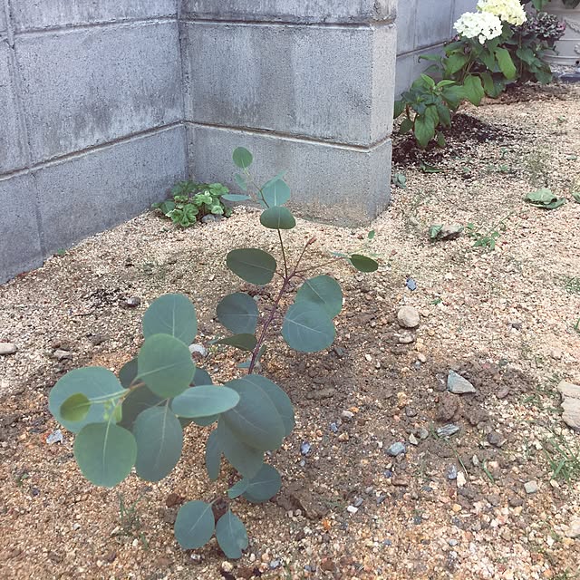sorasoraさんの実例写真