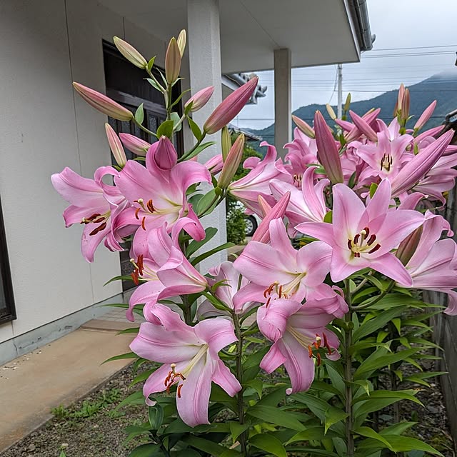 hiroさんの実例写真
