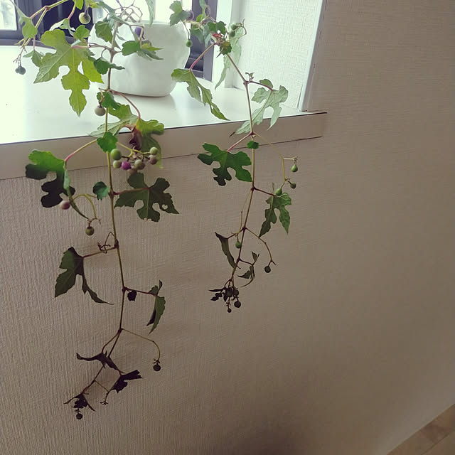 planteaさんの実例写真