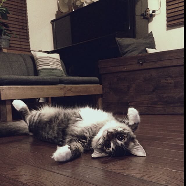 jnkaiさんの実例写真