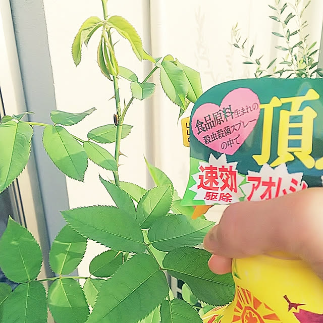 hiromimiさんの実例写真