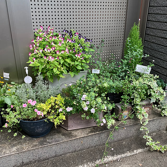 maayaさんの部屋