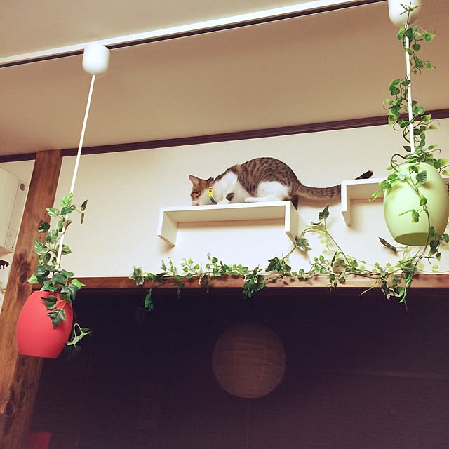 solaさんの実例写真