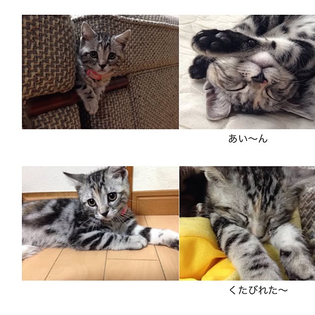 リビング/インテリアじゃなくてすみません/ポテ猫部/築30ん年/無言のフォローすみません...などのインテリア実例 - 2016-10-19 09:06:41