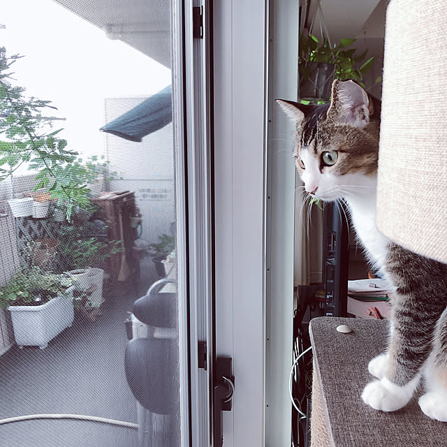 nekomiさんの実例写真